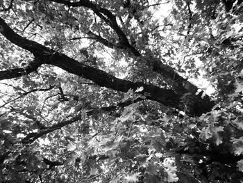 Low angle view of tree against sky