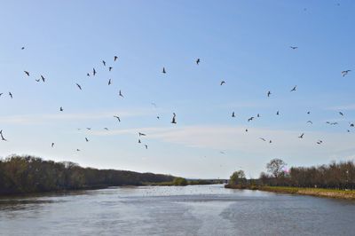 Flock of birds flying in the sky