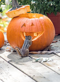 Chipmunk  gazes at this halloween pumpkin.  he's ready to move in