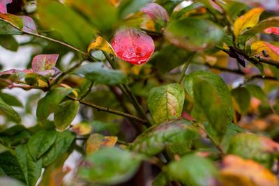 Close-up of red berries growing on tree