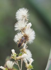 Close-up of insect on flower