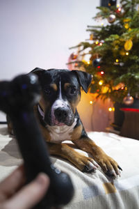 Close-up portrait of dog