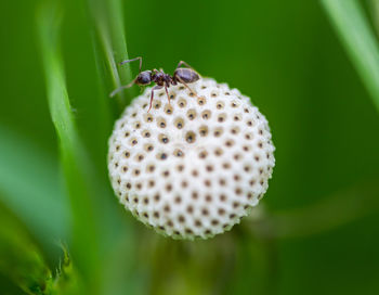 Close-up of insect on plant