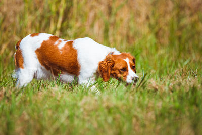 View of a dog lying on field