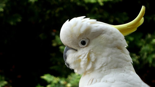 Close up of sulphur crested cockatoo bird 