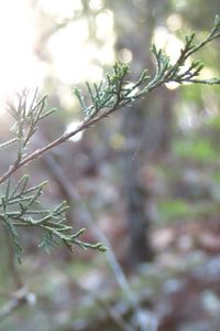 Close-up of plant against blurred background