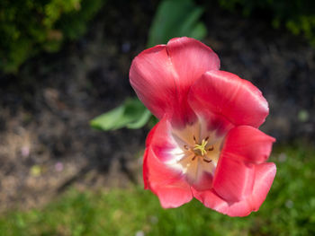 Close-up of pink rose flower