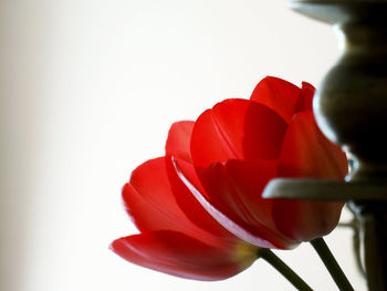 Close-up of red rose against white background