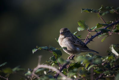 Bird perching on branch