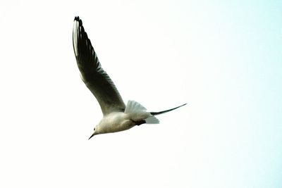 Low angle view of seagull flying against clear sky