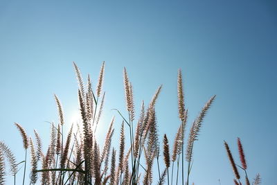 Low angle view of stalks against clear blue sky