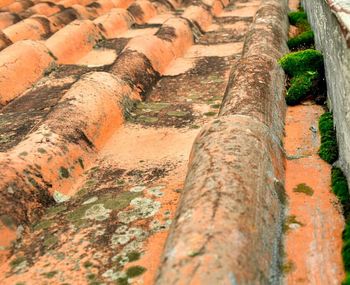 Close-up of tree trunk