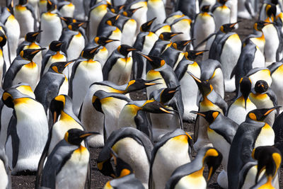 Full frame shot of birds