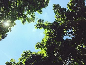 Low angle view of trees against sky