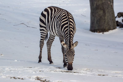 Zebra walking on snow covered land