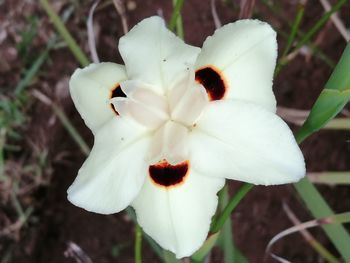 Close-up of flower blooming outdoors