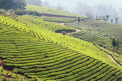 Scenic view of tea field