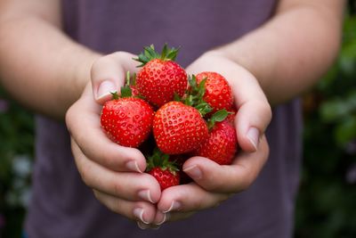 Cropped image of woman holding strawberries