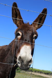 Close-up of a horse against clear sky