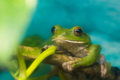 Close-up of frog in water