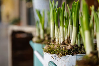 Close-up of potted plant on table in yard