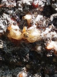 Close-up of jellyfish in water