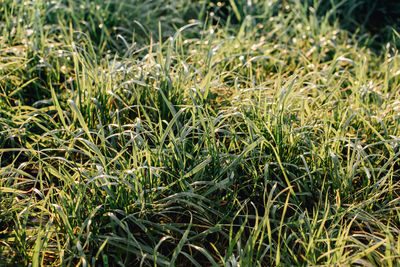 Full frame shot of grass on field