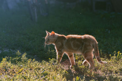 Side view of a cat standing on field