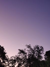 Low angle view of trees against clear blue sky