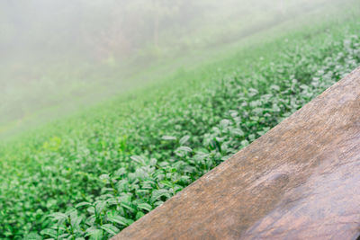 Close-up of grass growing on field