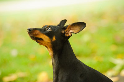 Close-up of dog