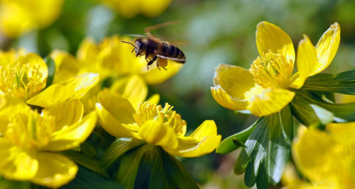 Close-up of bee on yellow flowers