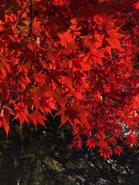 Close-up of red maple leaves on tree