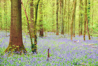 Trees in forest