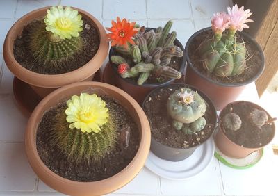 High angle view of potted plants on table