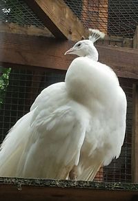 Close-up of bird perching