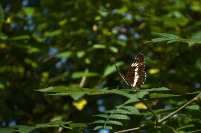 Close-up of butterfly on leaves