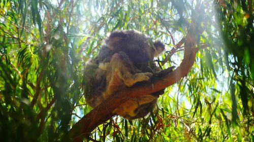 Low angle view of monkey on tree