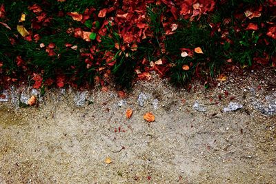 Close-up high angle view of autumn tree