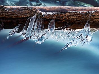 Icicle hang on twig and icy bark above chilli rapids. winter stream, thin icicles hanging on tree