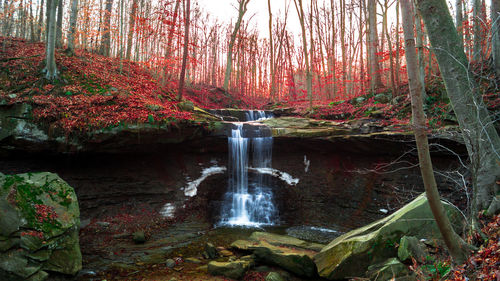 Scenic view of trees on landscape