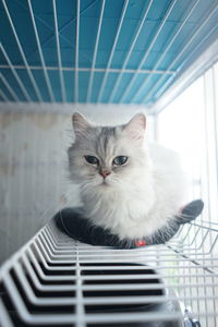 Portrait of cat on table