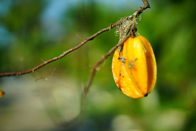 Close-up of orange fruit on tree