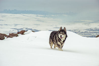 View of a dog on snow covered mountain