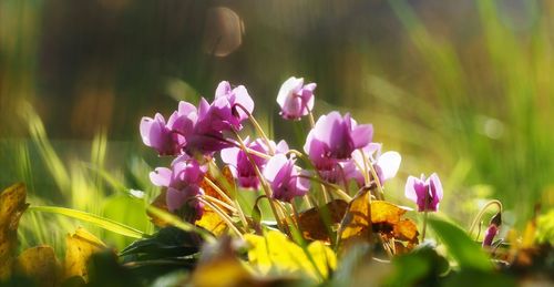 Close-up of pink flowering plants on field