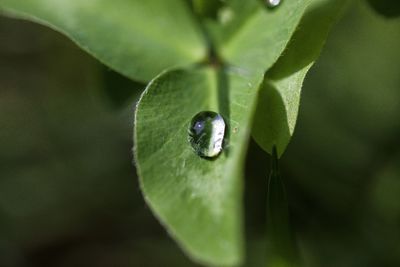 Close-up of water drops on plant