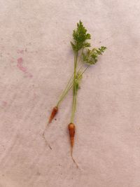 High angle view of plant against white background