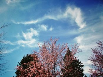 Low angle view of trees against blue sky