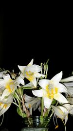 Close-up of flower vase against black background
