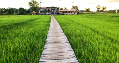 Footpath amidst agricultural field